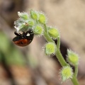 Seven-spotted Ladybird & Scorpion Grass
