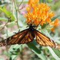 Butterfly Weed & Monarch