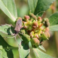 Toothed Spurge & Bug