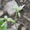 Sticky Mouse-ear Chickweed