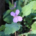 Chinese Violet Cress