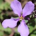 Chinese Violet Cress