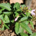 Two-leaf Toothwort