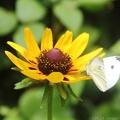 Black-eyed Susan & Cabbage White Butterfly