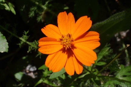 Orange Coreopsis