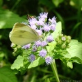 Blue Mistflower & Cabbage White Butterfly