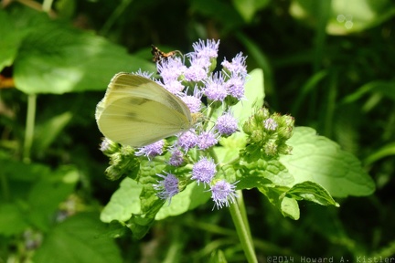 Blue Mistflower & Cabbage White Butterfly