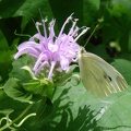 Wild Bergamot & Cabbage White Butterfly