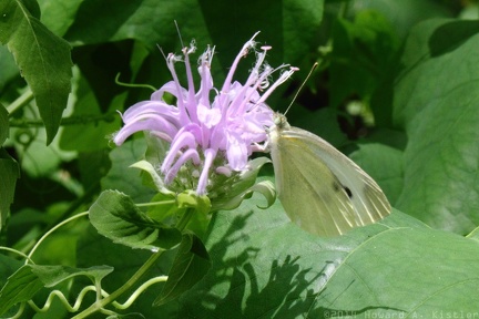 Wild Bergamot & Cabbage White Butterfly