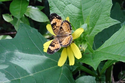 Silvery Checkerspot & Leafcup
