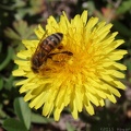 Common Dandelion & Bee