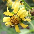 Leafcup & Virescent Metallic Bee