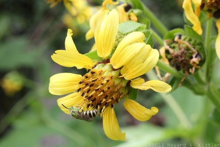 Leafcup & Virescent Metallic Bee