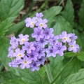 Clasping Heliotrope