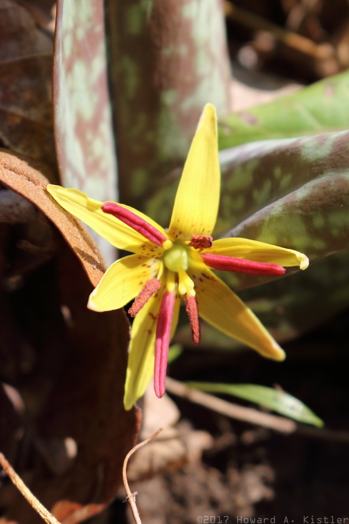 Trout Lily