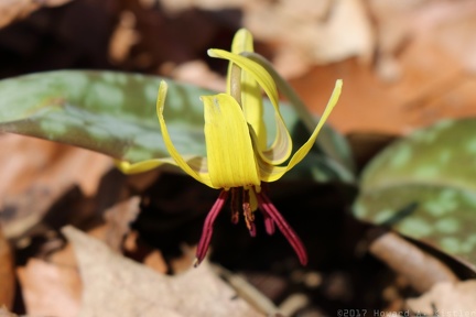Trout Lily