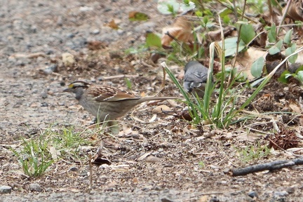 White-throated Sparrow & Slate-Colored Dark-eyed Junco