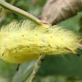 Spotted Apatelodes Moth Caterpillar