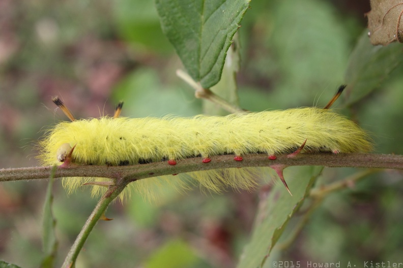 Spotted Apatelodes Moth Caterpillar