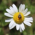 Everlasting Tebenna Moth on Ox-eye Daisy