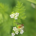 Hairyfruit Chervil & Flower Hover Fly