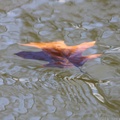 Submerging Leaf