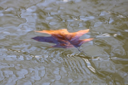 Submerging Leaf