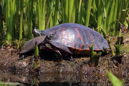 Northern Red-bellied Cooter & Eastern Painted Turtle