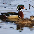 Wood Duck and Blue-winged Teal