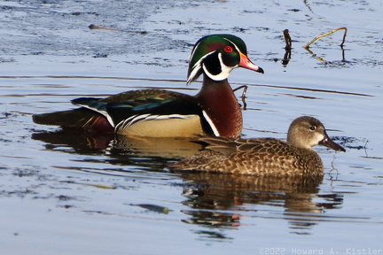 Wood Duck and Blue-winged Teal
