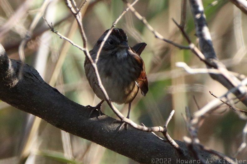 Chipping Sparrow