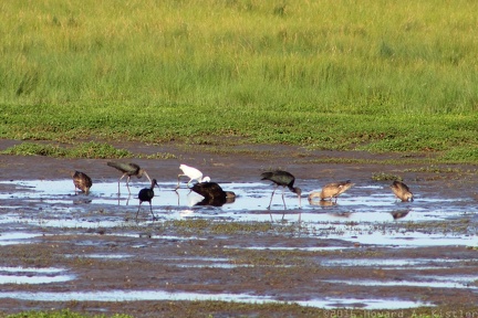 Glossy Ibis, Snowy Egret, American Black Duck & Gadwall