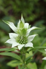 Spotted Beebalm
