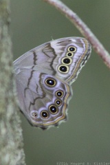 Northern Pearly Eye
