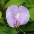 Spurred Butterfly Pea
