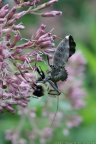 Wheel Bug seizing Bumblebee on Joe Pye Weed