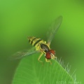 Flower Hover Fly