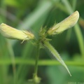 Spiked Hoary Pea