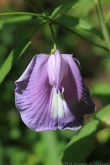 Spurred Butterfly Pea