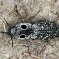 Eastern Eyed Click Beetle