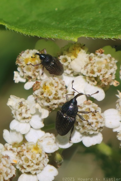 Flower Weevils on Common Yarrow