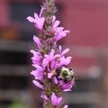 Purple Loosestrife & Bumble Bee