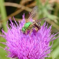 Bull Thistle & Virescent Metallic Bee (closeup)