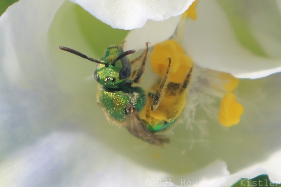 Ultra Green Sweat Bee