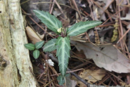 Spotted Wintergreen