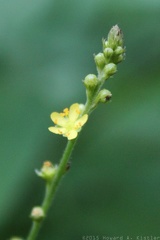 Small-flowered Agrimony