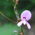 Naked-Flowered Tick-trefoil