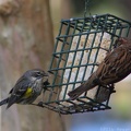 Yellow-rumped Warbler & House Sparrow