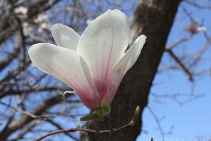 Tulip Tree