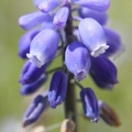 Starch Grape Hyacinth